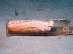 Miris! Gurita Jadikan Botol Sampah Sebagai Rumah di Lautan