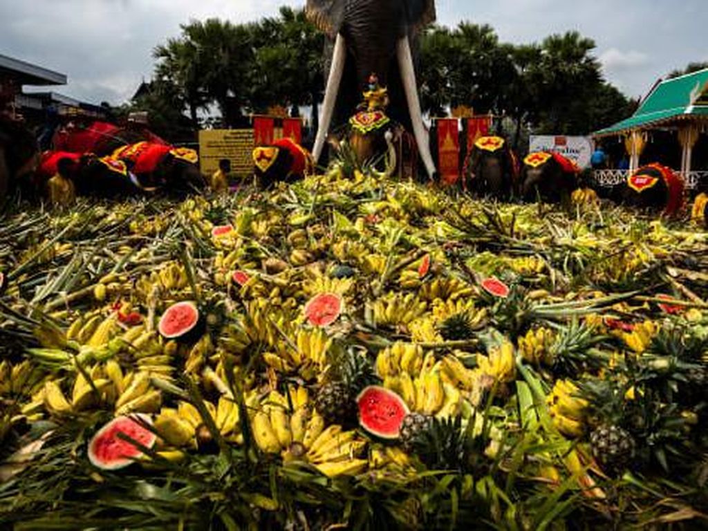 Mengenal Prasmanan Buah di Hari Gajah Nasional Thailand