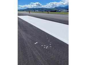 Saat Burung Camar Ikut Ngecat Landasan Bandara, Ini yang Terjadi