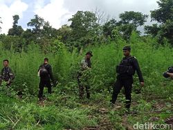BNN Musnahkan 13 Ribu Batang Ganja di Ladang Aceh