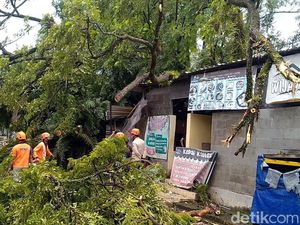 Pohon Separuh Abad di Alun-alun Pekalongan Tumbang