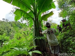 Pohon Pisang Raksasa di Ponorogo Akan Dibudidayakan Setelah Berbuah