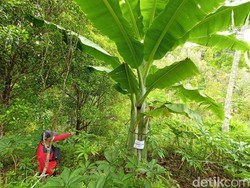 Dinas Pertanian Sebut Pohon Pisang Raksasa Ponorogo Banyak Ditemui di Papua