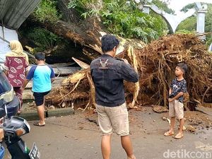 Detik-detik Pohon Raksasa Tumbang Timpa Warung Pekalongan Terekam Kamera Detik-detik Pohon Raksasa Tumbang Timpa Warung Pekalongan Terekam Kamera