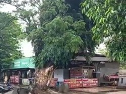 Detik-detik Pohon Besar Tumbang Timpa Warung di Pekalongan