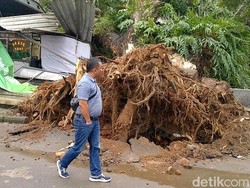 Snapshots: Penampakan Pohon Raksasa Tumbang Timpa Warung Pekalongan
