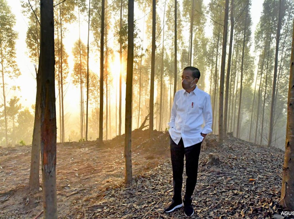 Jokowi Alokasi 697 Ha Lahan di IKN buat Kawasan Industri