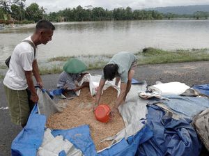Banjir Bikin 200 Hektare Lahan Padi di Banyumas Gagal Panen