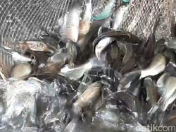 Jelang Ramadan, Harga Ikan Air Tawar di Tasik Merangkak Naik