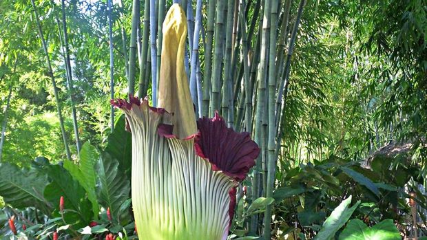 Corpse Flower partially opened