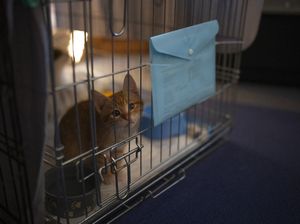 Video: Ditelantarkan Pemilik, Bolehkah Rescue Hewan Tanpa Izin?