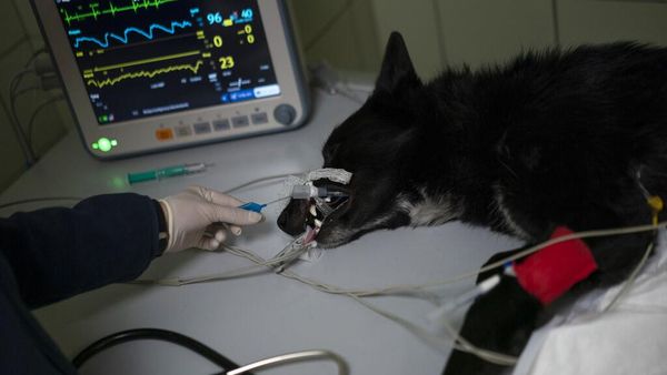 Hewan Korban Perang Ukraina Dapat Pertolongan Maksimal di Klinik Ini