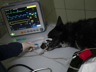Hewan Korban Perang Ukraina Dapat Pertolongan Maksimal di Klinik Ini