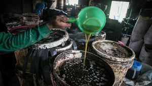 Kreatif, Wong Sragen Olah Biji Kapuk Randu Jadi Minyak Goreng