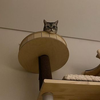 Potret kucing milik Ahn Hyo Seop