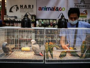 Beragam Hewan Peliharaan Dipamerkan di Tangsel