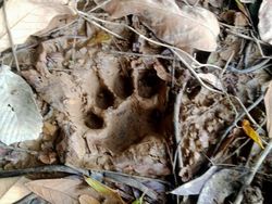 Jejak Harimau Ditemukan Lagi di Perkebunan Warga Batanghari Jambi