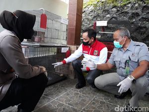 Sindikat Penjual Satwa Dilindungi Digulung Polisi Jogja, Ada yang Pelajar