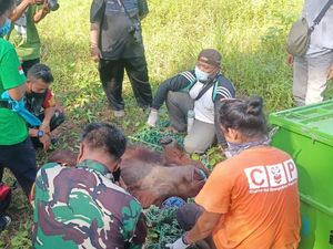 Orang Utan Cari Makan Masuk Permukiman di Kutim, BKSDA Evakuasi Orang Utan Cari Makan Masuk Permukiman di Kutim, BKSDA Evakuasi
