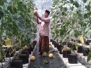 Panen Berlimpah Melon Inthanon di Ponpes Solo Panen Berlimpah Melon Inthanon di Ponpes Solo