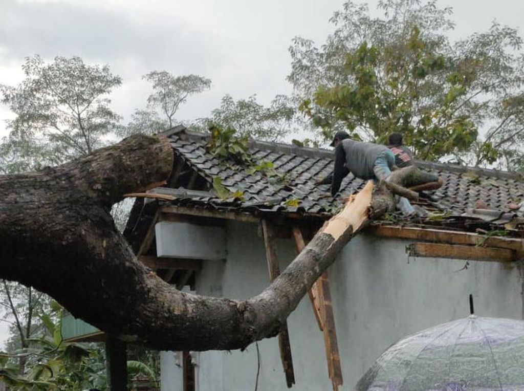 Puting Beliung Terjang Klaten, Sejumlah Rumah Tertimpa Pohon