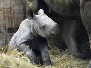 Lucunya Bayi Badak yang Lahir di Ceko, Diberi Nama Kiev