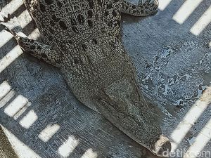 Buaya Lepas Berkeliaran di Sawah Ceper Klaten Bikin Geger Warga
