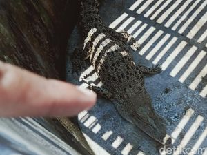 Buaya yang Sempat Berkeliaran di Sawah Ceper Batal Dievakuasi BKSDA, Kenapa?