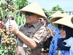 Kebumen Jadi Sentra Perkebunan Kelengkeng Nasional di Jawa Tengah