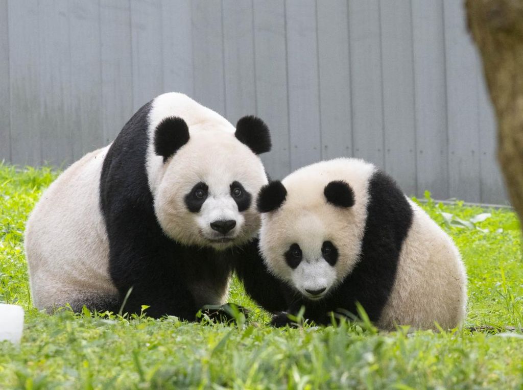50 Tahun Giant Panda, Kebun Binatang Ini Gelar Acara Selama 6 Bulan Penuh 50 Tahun Giant Panda, Kebun Binatang Ini Gelar Acara Selama 6 Bulan Penuh