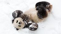 Tingkah Panda yang Bikin Gemas Kebun Binatang Nasional Smithsonian