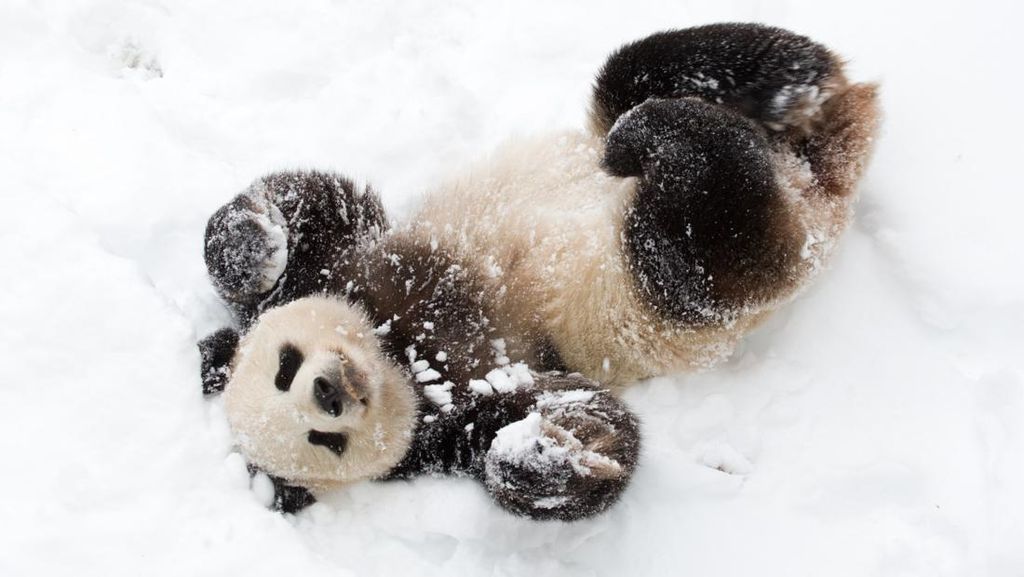 Tingkah Panda yang Bikin Gemas Kebun Binatang Nasional Smithsonian