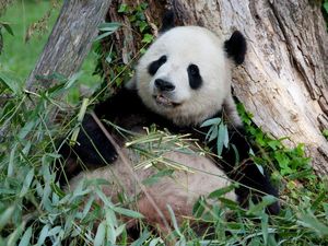 Yuk, Senyum Dulu Lihat Foto Panda Si Mageran dan Tukang Makan