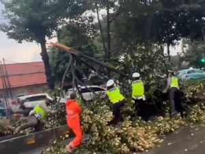 Pohon Tumbang di Jalur Busway Mampang Jaksel, Polisi Evakuasi
