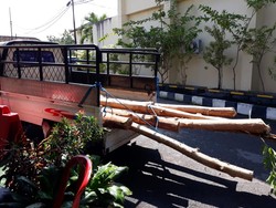 Kakek di DIY Curi 8 Kayu Negara buat Perbaiki Rumah Terancam 5 Tahun Bui