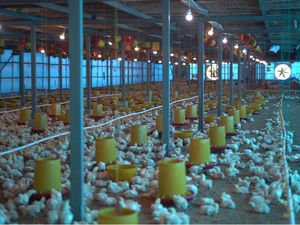 PLN Pasok Listrik ke Peternakan Ayam di Gowa, Biaya Operasional Ditekan