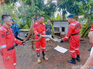 Mangsa 5 Ekor Ayam Warga, Piton 4 Meter Ditangkap Petugas di Bengkulu