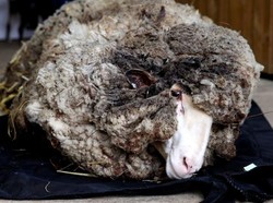 Baju Baru Alex the Sheep Setelah 40 Kilogram Bulunya Dicukur