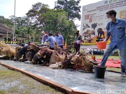 18 Opsetan Satwa Langka Dimusnahkan, Penjual-Produsen Diburu Polisi