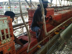 Beda Harga Telur Ayam Tingkat Peternak dan Pasar di Lamongan