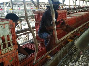 Beda Harga Telur Ayam Tingkat Peternak dan Pasar di Lamongan Beda Harga Telur Ayam Tingkat Peternak dan Pasar di Lamongan