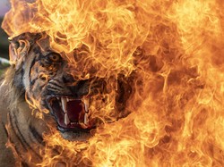 Kenapa Hewan Sering Dijadikan Simbol Watak Manusia?