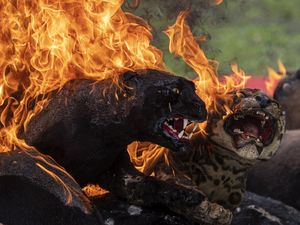 Di Indonesia Selalu Bernasib Buruk, Harimau Sumatera di AS Lahirkan 2 Anak Di Indonesia Selalu Bernasib Buruk, Harimau Sumatera di AS Lahirkan 2 Anak