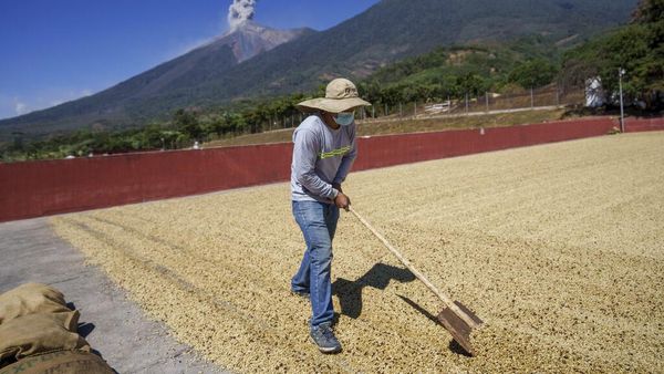 Wanginya Kopi Guetemala, Paling Banyak Dijual di Pasar Dunia