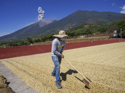 Wanginya Kopi Guetemala, Paling Banyak Dijual di Pasar Dunia