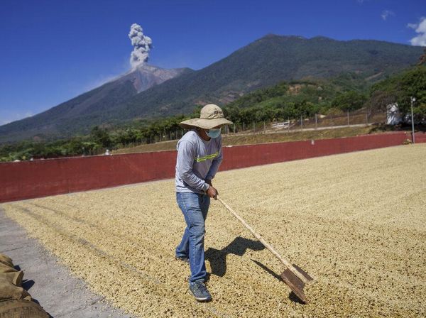 Wanginya Kopi Guetemala, Paling Banyak Dijual di Pasar Dunia
