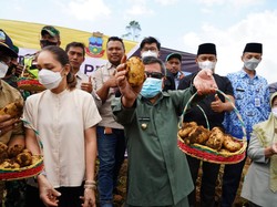 Bupati Garut Panen Perdana Kentang Hasil Upland di Desa Sukawargi