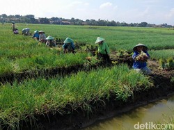Petani Mau Tingkatkan Produktivitas? BUMN Tawarkan Program Ini