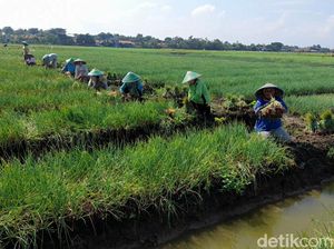 Petani Mau Tingkatkan Produktivitas? BUMN Tawarkan Program Ini Petani Mau Tingkatkan Produktivitas? BUMN Tawarkan Program Ini