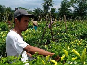 Harga Cabai Naik Jelang Lebaran, Petani Banjarnegara Semringah